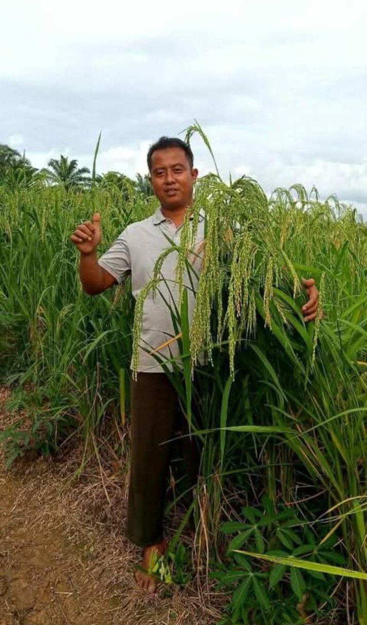 Alternatif Ketahanan Pangan, Warga LDII Pandeglang Tawarkan Padi Gogo